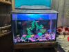 AQUARIUM FOR SALE WITH FISHES,DECORATION AND Power Filter
